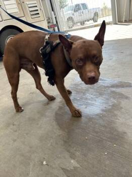 Rescue Terrier and Mixed Breed Dogs for Adoption in Fort Worth, Texas - 59751492 | PetCurious