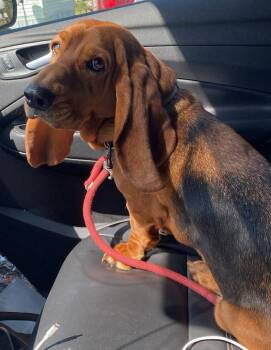 Basset Hound Dogs Available for Adoption - HONEYBUN | PetCurious