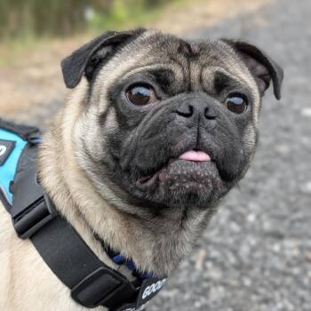 Pug Dogs Available for Adoption in Tyrone, Georgia - Rico Suave 05-0102 | PetCurious