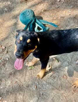 Bert -  Rottweiler Dog for Adoption in Little Rock, Arkansas - Bert | PetCurious