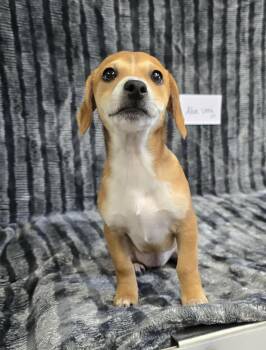 Mixed Breed Dogs Available for Adoption in Othello, Washington - Aloe Vera | PetCurious
