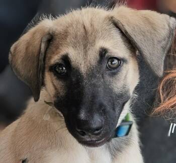 Zoe -  Shepherd Dog for Adoption in Wendell, North Carolina - Zoe | PetCurious