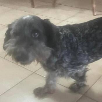 Schnauzer and Dachshund Dogs Available for Adoption - Sgt. Pepper | PetCurious