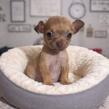 Chihuahua and Pug Dogs Available for Adoption - Sharky | PetCurious