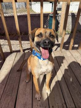 Shepherd Dogs Available for Adoption - Bucky #1 | PetCurious