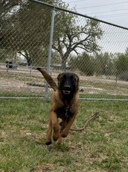 Belgian Shepherd Malinois and Mixed Breed Dogs Available for Adoption in Scottsbluff, Nebraska - Lillith | PetCurious