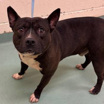 Mixed Breed Dogs Available for Adoption in Memphis, Tennessee - Duke | PetCurious