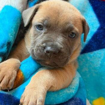 Popcorn -  Labrador Retriever and Mixed Breed Dog for Adoption in North Charleston, South Carolina - Popcorn | PetCurious