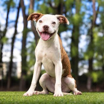 Leche -  Boston Terrier and Mixed Breed Dog for Adoption in Jupiter, Florida - Leche | PetCurious
