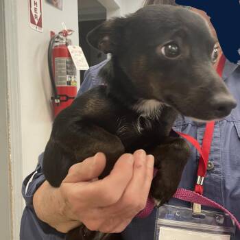 Chihuahua Dogs Available for Adoption in Spokane, Washington - Kenny | PetCurious