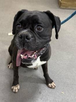 CREED -  Boxer Dog for Adoption - CREED | PetCurious