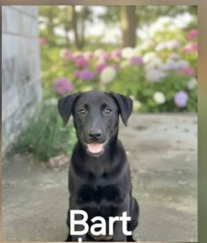 Bart -  German Shepherd Dog Dog for Adoption in Manchester, Connecticut - Bart | PetCurious