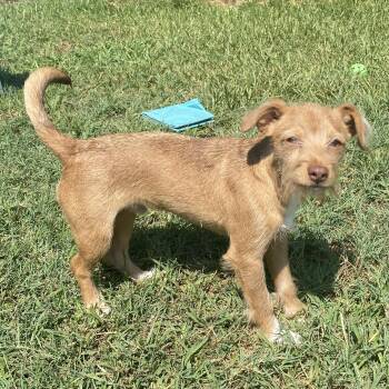 Bamby -  Jack Russell Terrier Dog for Adoption in Liverpool, Texas - Bamby | PetCurious