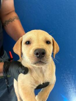 A256516 -  Labrador Retriever and Mixed Breed Dog for Adoption in Visalia, California - A256516 | PetCurious
