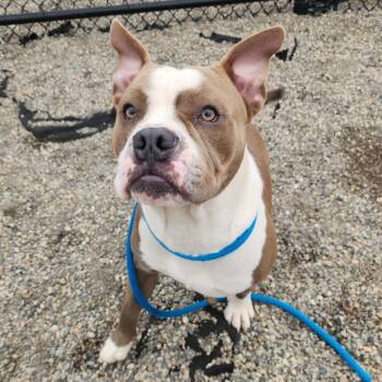 Todoroki -  Pit Bull Terrier Dog for Adoption in Fort Wayne, Indiana - Todoroki | PetCurious