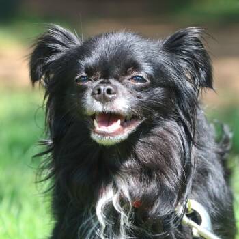 Jack-In-The-Box -  Mixed Breed Dog for Adoption in Allentown, Pennsylvania - Jack-In-The-Box | PetCurious
