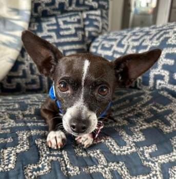 Nina -  Chihuahua and Terrier Dog for Adoption in Clatskanie, Oregon - Nina | PetCurious