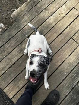 Pepper Pup -  Catahoula Leopard Dog Dog for Adoption in Bloomington, Indiana - Pepper Pup | PetCurious