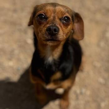 Espresso -  Chihuahua and Dachshund Dog for Adoption in Las Vegas, Nevada - Espresso | PetCurious