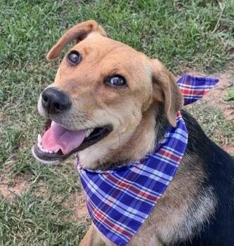 Sherrice $85 -  Shepherd and Mixed Breed Dog for Adoption in Seneca, South Carolina - Sherrice $85 | PetCurious