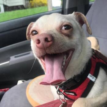 Chihuahua Dogs Available for Adoption in Syracuse, New York - Gus | PetCurious