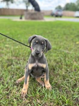 Iris -  Labrador Retriever and Mixed Breed Dog for Adoption in Aiken, South Carolina - Iris | PetCurious