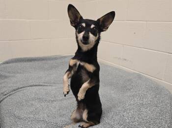 KITTY FORMAN -  Chihuahua Dog for Adoption in Auburn, California - KITTY FORMAN | PetCurious
