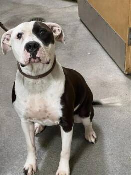 BELLA -  Terrier and Pit Bull Terrier Dog Available for Adoption - BELLA | PetCurious