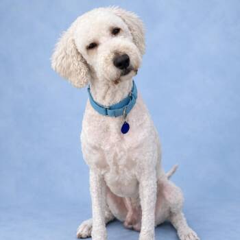 Tyson -  Standard Poodle and Golden Retriever Dog for Adoption in St. Peters, Missouri - Tyson | PetCurious
