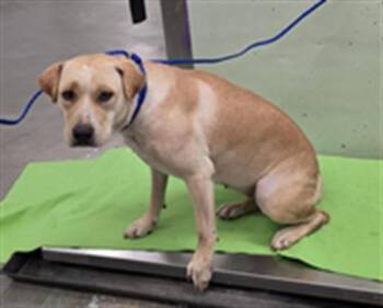 CAMI -  Labrador Retriever and Mixed Breed Dog for Adoption in Houston, Texas - CAMI | PetCurious