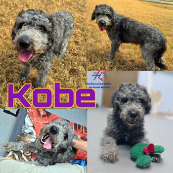 Kobe -  Poodle Dog for Adoption in Portland, Maine - Kobe | PetCurious
