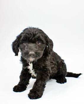 Poodle and Mixed Breed Dogs Available for Adoption in Morton Grove, Illinois - Eden | PetCurious