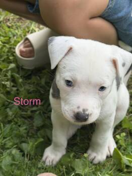 Storm -  Mixed Breed Dog Available for Adoption - Storm | PetCurious