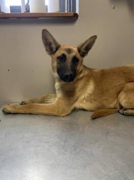 Rescue Belgian Shepherd Malinois and German Shepherd Dog Dogs for Adoption in Redlands, California - JAIME | PetCurious