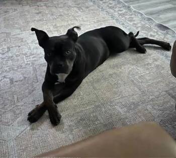 Mixed Breed Dogs Available for Adoption - Luna (159532) (In A Foster Home) | PetCurious