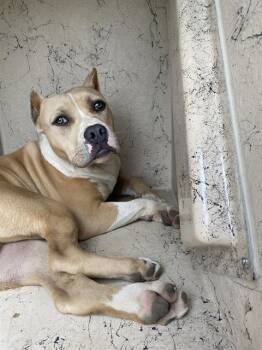 Staffordshire Bull Terrier and Mixed Breed Dogs Available for Adoption in Indianapolis, Indiana - PANCAKE | PetCurious