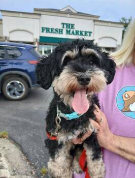 LaLa (aka Laverne) -  Poodle and Miniature Schnauzer Dog for Adoption in Crystal Lake, Illinois - LaLa (aka Laverne) | PetCurious