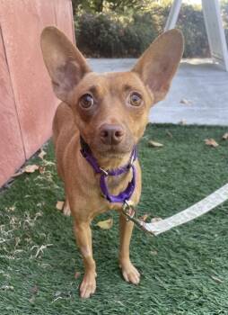 Rescue Mixed Breed Dogs for Adoption in Milpitas, California - Banana | PetCurious