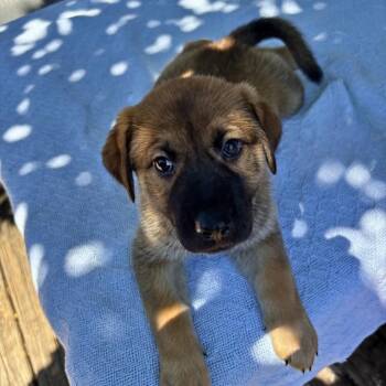Belgian Shepherd Malinois and German Shepherd Dog Dogs Available for Adoption in San Antonio, Texas - Poppy | PetCurious