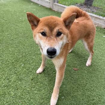 Kirey Kazaku 0307 -  Shiba Inu Dog for Adoption in Loxahatchee Groves, Florida - Kirey Kazaku 0307 | PetCurious