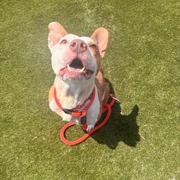 Cha Cha -  Mixed Breed Dog for Adoption in Philadelphia, Pennsylvania - Cha Cha | PetCurious