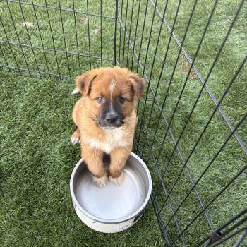Reggie -  Australian Shepherd and Golden Retriever Dog for Adoption in Gilbert, Arizona - Reggie | PetCurious