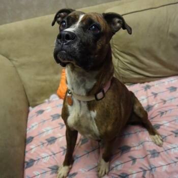 Portia -  Boxer and Mixed Breed Dog for Adoption in Springfield, Missouri - Portia | PetCurious