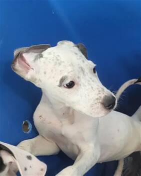 CHERRY -  Mixed Breed Dog for Adoption in Dallas, Texas - CHERRY | PetCurious