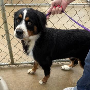 Rescue Bernese Mountain Dog Dogs for Adoption - Marlee | PetCurious
