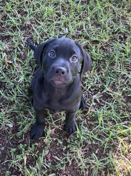 Gressly Bear -  Black Labrador Retriever Dog for Adoption in Pensacola, Florida - Gressly Bear | PetCurious