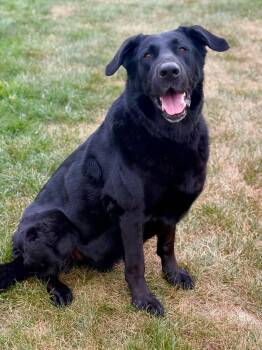 Rescue German Shepherd Dog and Labrador Retriever Dogs for Adoption - Elton | PetCurious