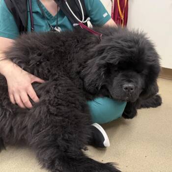 Inkling -  Newfoundland Dog Dog for Adoption in Minneapolis, Minnesota - Inkling | PetCurious