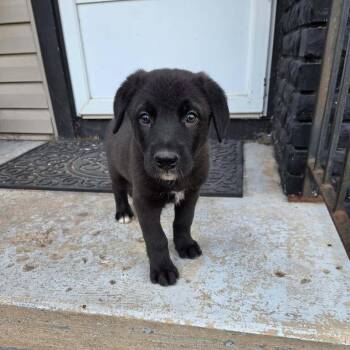 Acre -  Mixed Breed Dog for Adoption in Saskatoon, Saskatchewan - Acre | PetCurious
