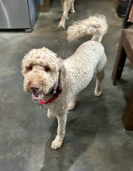 Rescue Standard Poodle Dogs for Adoption in Nashville, Tennessee - Daisy Lee | PetCurious